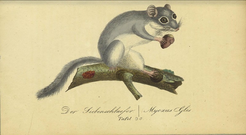 A full color sketch of a fat dormouse, who despite the name is not much wider than the nut he’s holding. Image Credit: Biodiversity Heritage Library