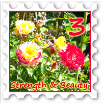 March 2017 Strength and Beautry SWG challenge stamp - Photo of a rosebush in bloom, with bright pink and yellow flowers
