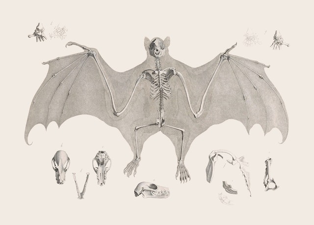 fruit bat with skeleton visible