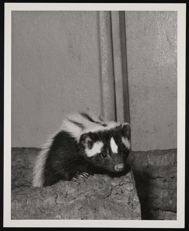 skunk looking over a log