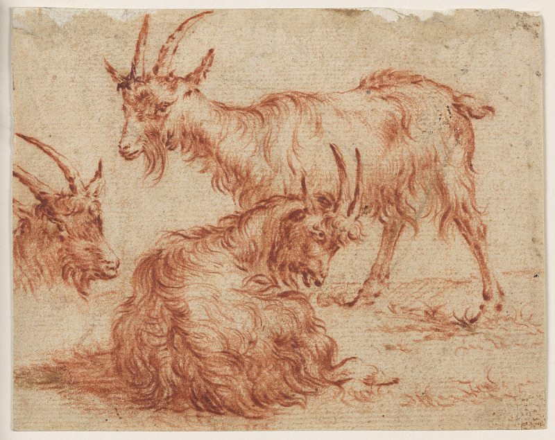 three horned goats, two laying down and one standing