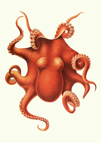 red octopus viewed from above
