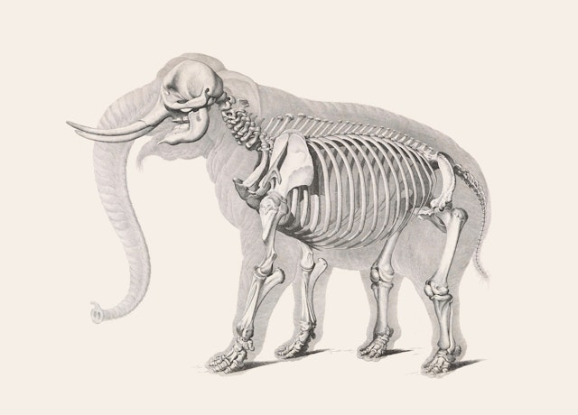 elephant with skeleton visible