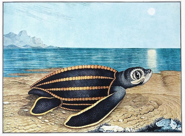sea turtle with black shell lined in gold and very large eyes on a sandy beach with a blue sea in the background reflecting the moon