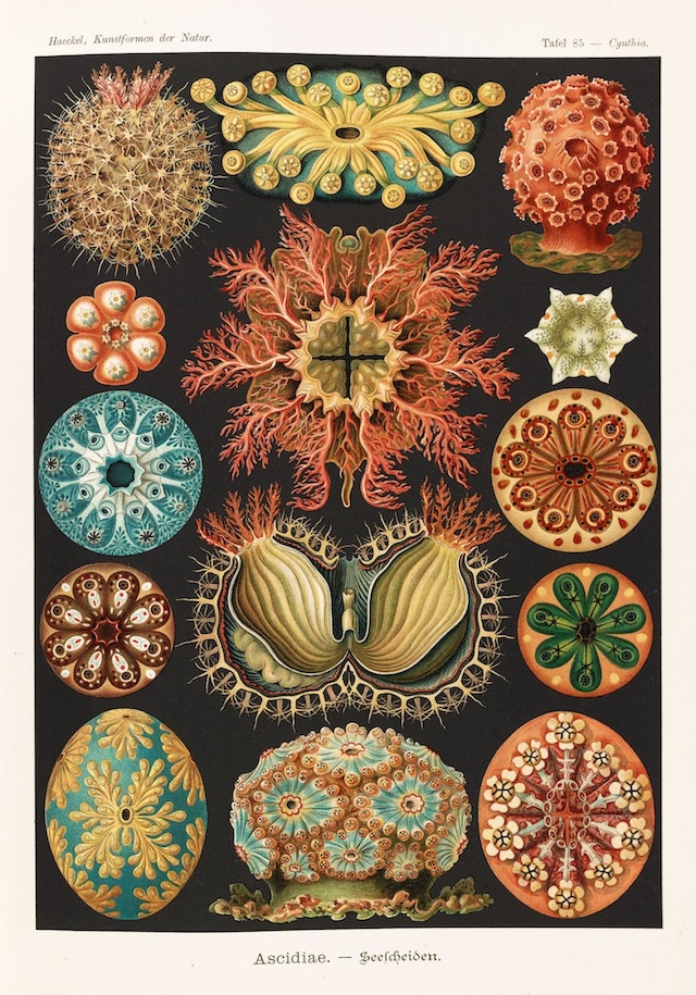 various colorful microscopic corals and diatoms