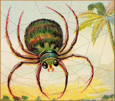 happy-looking colorful spider, mostly green, with a large body and slender legs in a web with a palm tree in the background