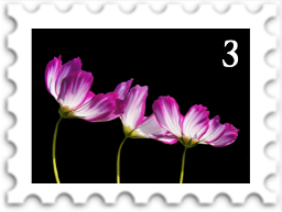 March 2024 It Comes In Threes SWG challenge stamp - photo of three brightly colored flowers against a dark background