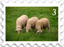 March 2024 It Comes In Threes SWG challenge stamp - photo of three sheep grazing in a green meadow
