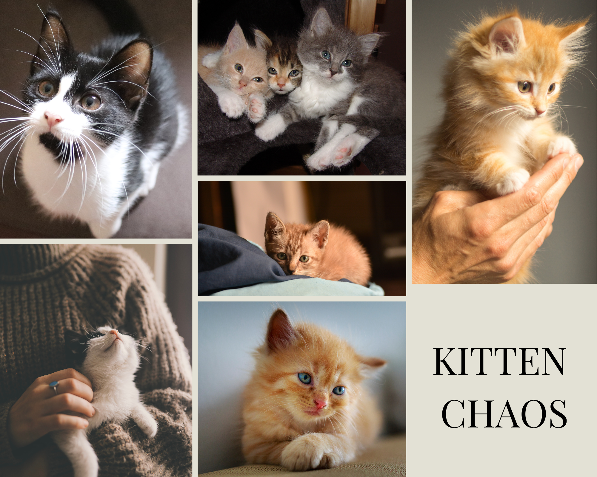 A moodboard with 6 pictures of various cats and kittens and a text reading “Kitten Chaos” in the bottom right corner. Top left: Black and white tuxedo cat. Top middle: three kittens cuddling. a blond one, a tri-coloured one and a grey and white one. Top right: A ginger kitten being held in a hand. Bottom left: A person in a knitted sweater holding another tuxedo cat. Centre: a ginger kitten lying on a blanket. Bottom centre: Another ginger kitten lying down, front paws crossed.