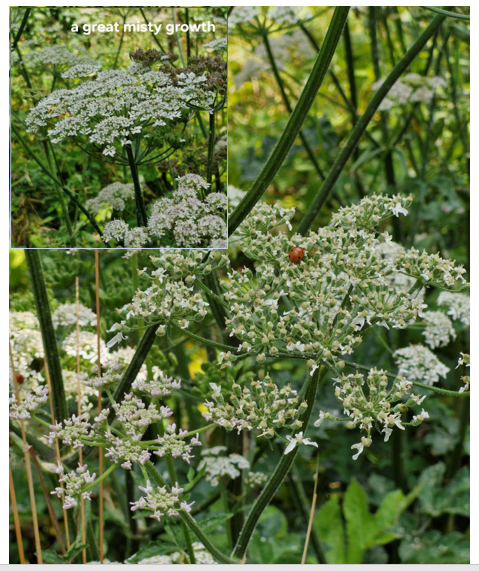 Close-up of white flowering umbels with a ladybird sitting on the flowerets. Inset is  a view of several such plants from farther away, with a title: "a great misty growth" in white lettering.