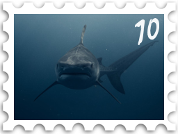 October 2025 The Only Thing To Fear SWG challenge stamp - a photo of a shark in deep water. The water is dimly lit, and the shark is large and facing the viewer.