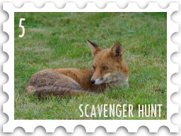 May 2026 Famous Scavenger Hunt SWG challenge  stamp - a color photo of a red fox laying in  green grass. The lighting suggests it is an overcast day or possibly dusk.