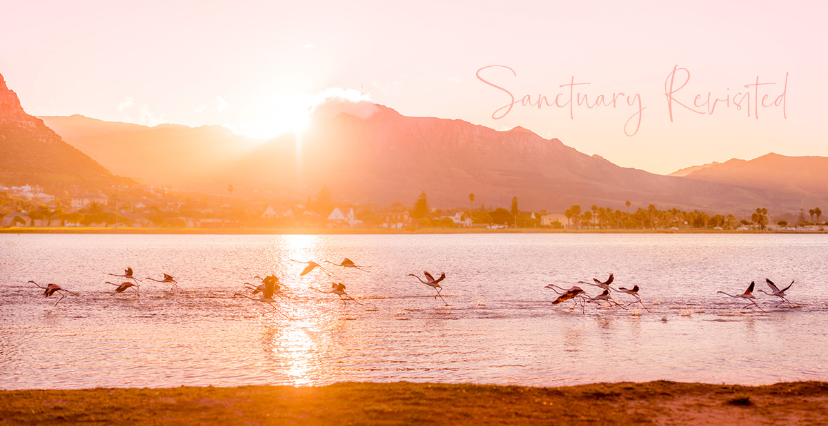 photo of a lake at sunset with 19 pink flamingoes taking flight from the water