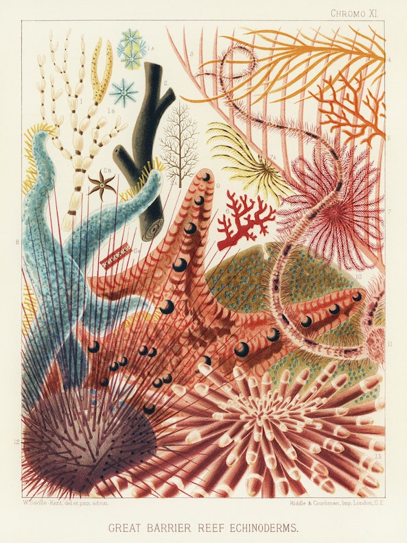 19th century illustration titled GREAT BARRIER REEF ECHINODERMS