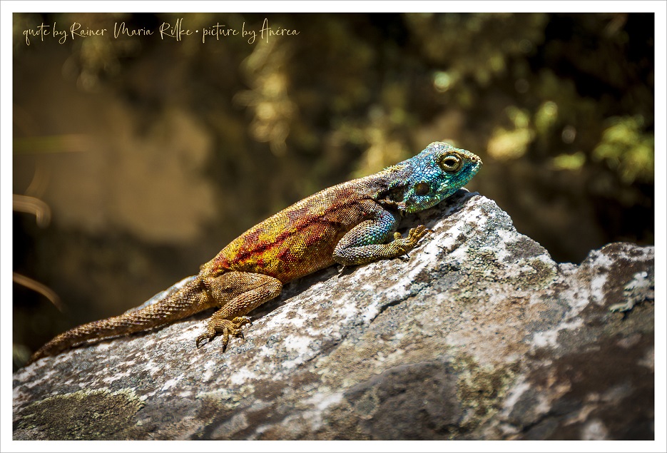 Agama lizard with a blue head and mottled orange body sitting on a sunny rock