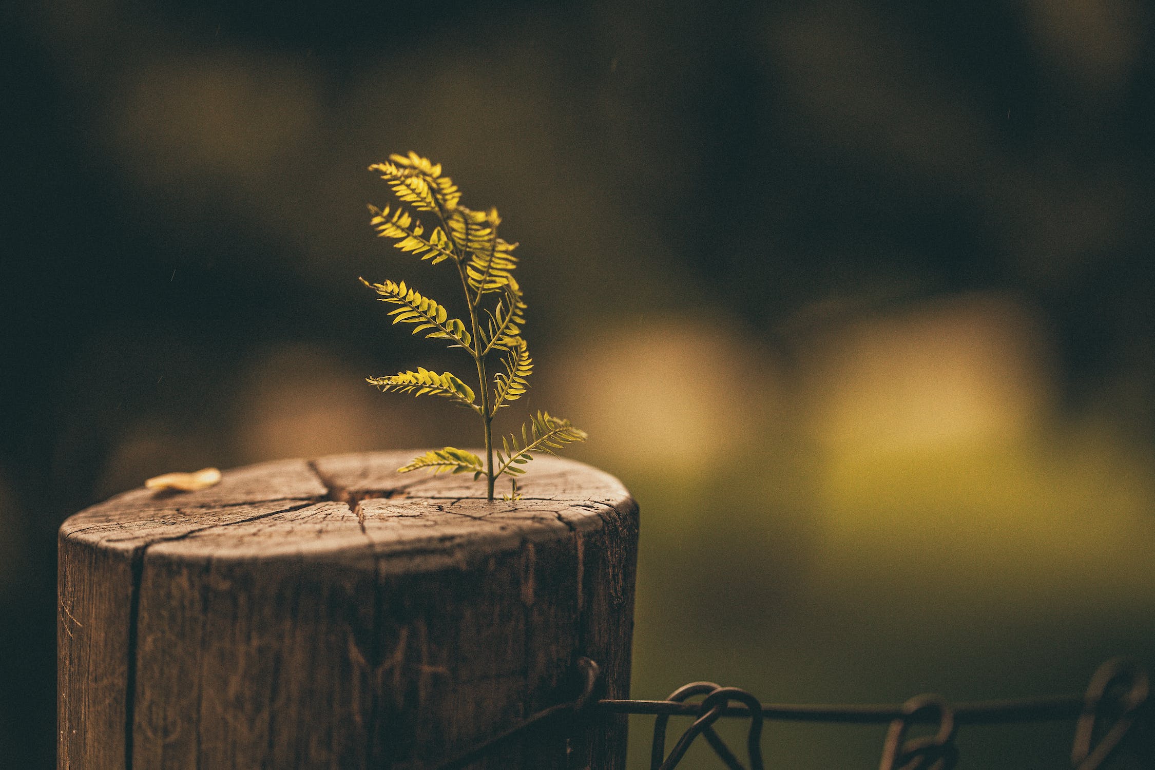 A fern frond emerges from a cut tree stump