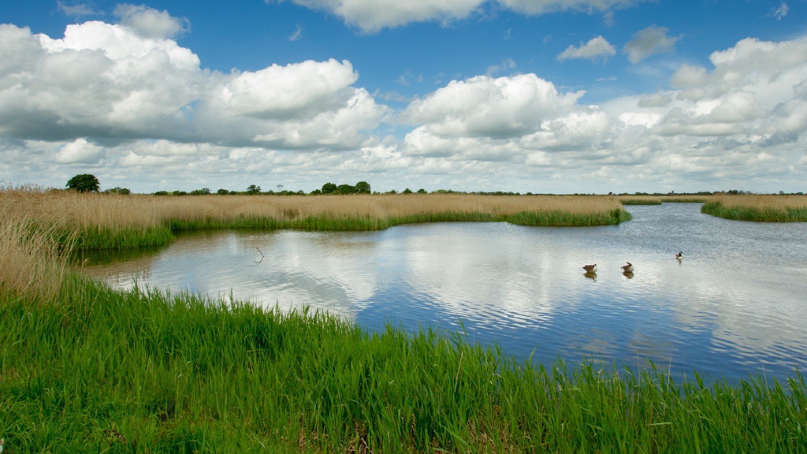 Photo of Otmoor Nature Reserve showing reeds, open water, and water birds