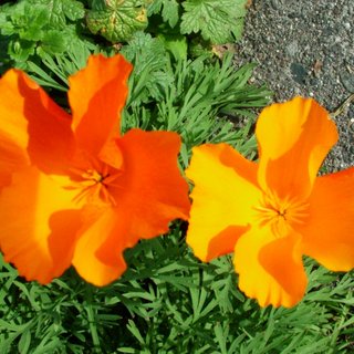 orange poppies against green leaves