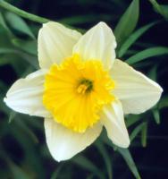 Jonquil - Spring and my birth-month flower