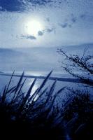 Moonlight and clouds over the ocean with tall grasses in the foreground.