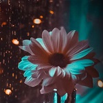 Flower in front of a window pane covered in rain drops