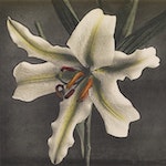 An illustration of a white lily on a gray background.