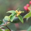 A photograph of a small yellow flower surrounded by green leaves. The background has a few blurred out berries, and very blurred out greens and reds.
