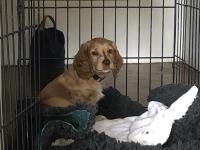 A pale gold spaniel puppy sitting on bedding in a cage. His fur forms a ridge down his face.