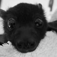 A picture of a cute black bat looking in the camera. 