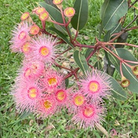 A photo of pink flowers and leaves from an Australian gum tree