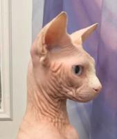 A hairless cat giving you the side eye