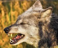 wolf snarling