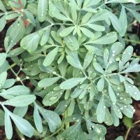 Common rue (ruta graveolens) covered with due