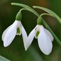 two snowdrops
