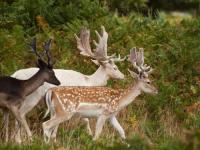 a photograph of three  european fallow deer 