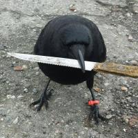 a bird with a knife