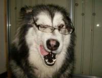 a husky, wearing a pair of glasses with its mouth slightly open in a way that looks like a playful grin or smirk