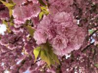 Plum blossoms in spring