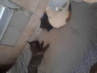 My pets Bluey and Moti