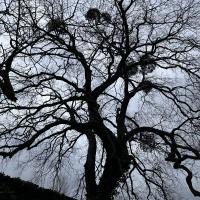 Photo of a tree with gnarled black branches against a stormy gray background