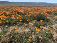 field of california poppies with mountains in the background