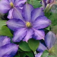 My profile picture is of a clematis flower! It symbolizes ingenuity. 