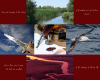 Moodboard arranged in a plus shape. The four corners of the image are colored dark red with the quotes "Thy sent messages to the Havens of friendship and yet of stern demand" and "And so there came to pass the last and cruellest of the slayings of Elf by Elf." The five images, from top to bottom: river with marsh on a sunny day, sword held in hand with sun glinting off blade, letter with a quill pen and wax seal, albatross flying over water, and water colored red by a sunset.