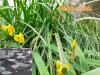 Photo of yellow iris, water and rain drops, with image of yellow water lilies in bottom left corne,  titled "Gladden Fields" in top right corner