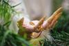 A picture of an Annatar cosplay. A hand with gold claw rings and chains hanging from them reaches out through a bush. The One Ring sits in Annatar's palm. The background is blurred.