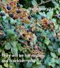 Photo of brambles and blackberries (ripe and unripe), with text in white lettering , bottom right and top left. More detail on text in notes.