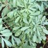 Common rue (ruta graveolens) covered with due