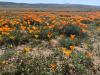 field of california poppies with mountains in the background