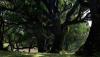 A cluster of thick trees With sure strong shoulders, Wrapped in cloaks of moss and shaggy leaf; With a play of shadow and soft light, Held close in their arms, Like a delicate newborn. 