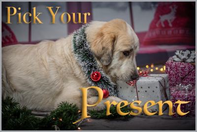 Banner reads Pick Your Present and shows a Golden Retriever puppy pulling open a wrapped gift